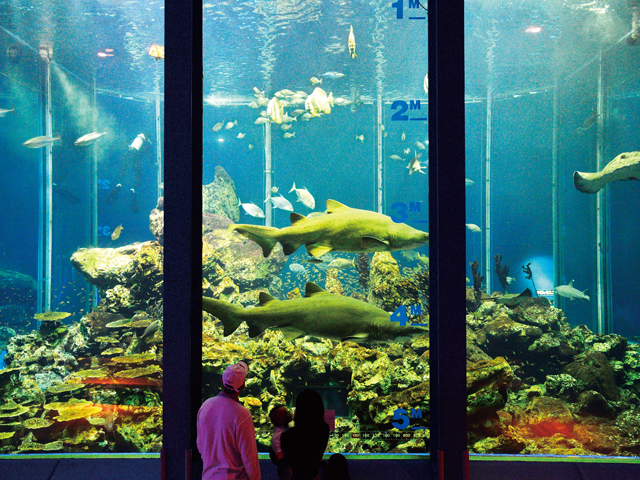 ●海洋科学博物館【清水キャンパス】クマノミから深海魚まで約400種5千尾を飼育展示。学生が実習や卒業研究も行っており、多くの卒業生が全国の水族館で活躍しています