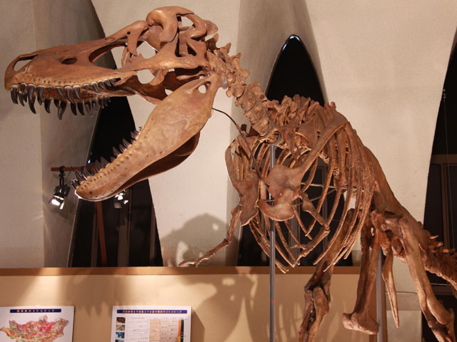 ●自然史博物館【清水キャンパス】恐竜の骨格標本や化石の展示コーナーのほか、富士山の成り立ちや美しい季節の様子を写すプロジェクションマッピングも展示しています