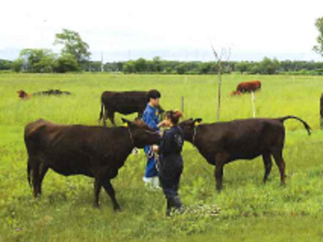 肉牛をはじめ、豚・羊・鳥の畜舎を集めた大規模農場「肉畜生産ステーション」