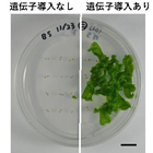 生命科学コース 近藤 陽一 研究室