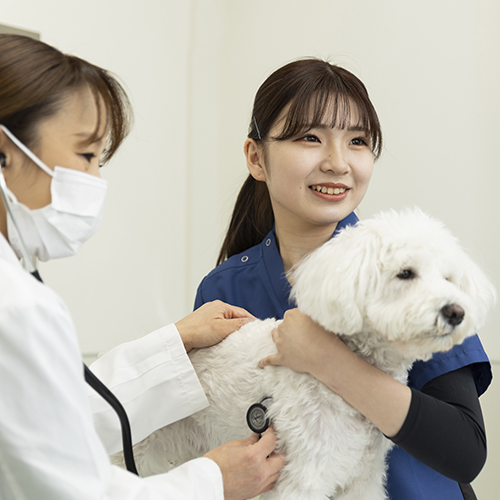 ヤマザキ動物看護専門職短期大学の写真
