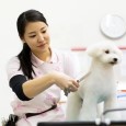 愛犬美容看護専門学校3