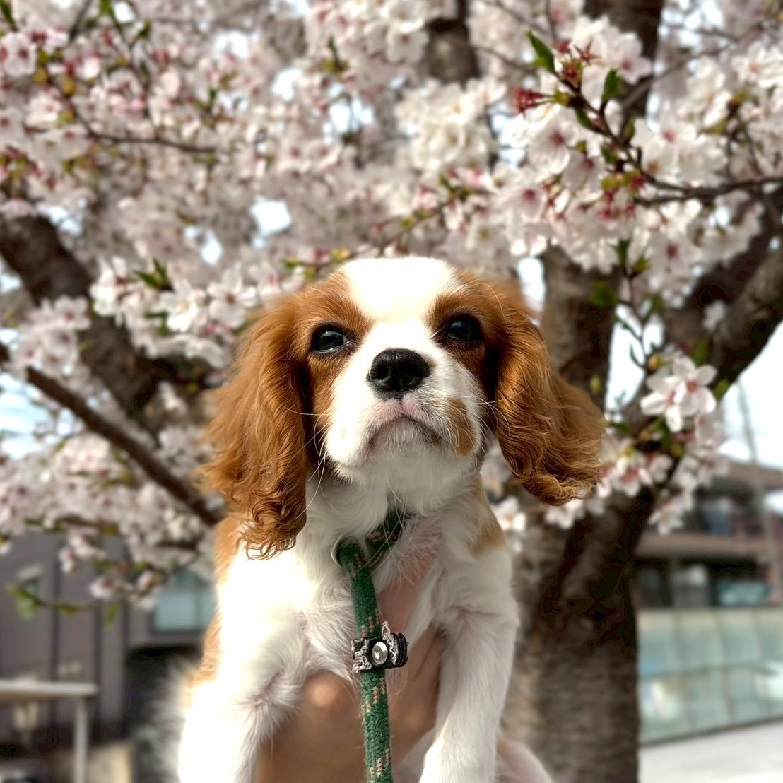 春キャン／大宮国際動物専門学校