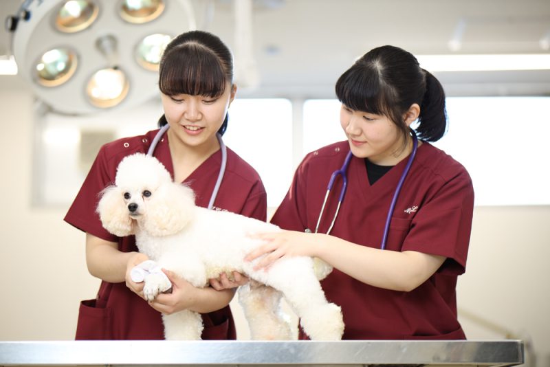 太田動物専門学校 学科 コース詳細 ペットビジネス学科 学校案内や願書など資料請求 Js日本の学校