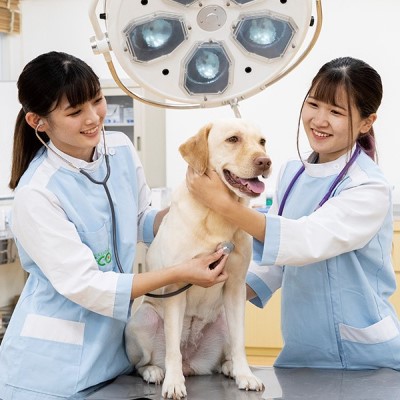 動物看護師まるわかり体験／福岡ＥＣＯ動物海洋専門学校