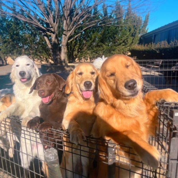 大型犬スペシャル！3つのコースぜんぶ体験／群馬動物専門学校