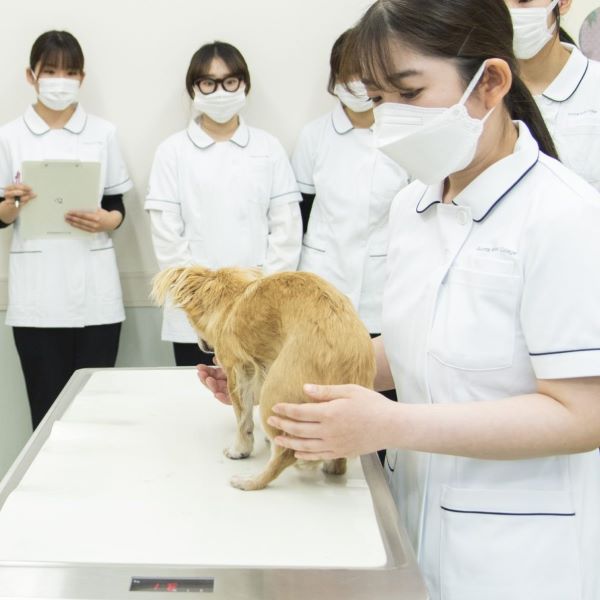 群馬動物専門学校