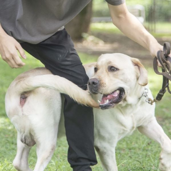 トレーナー体験！警察犬トレーニング／群馬動物専門学校