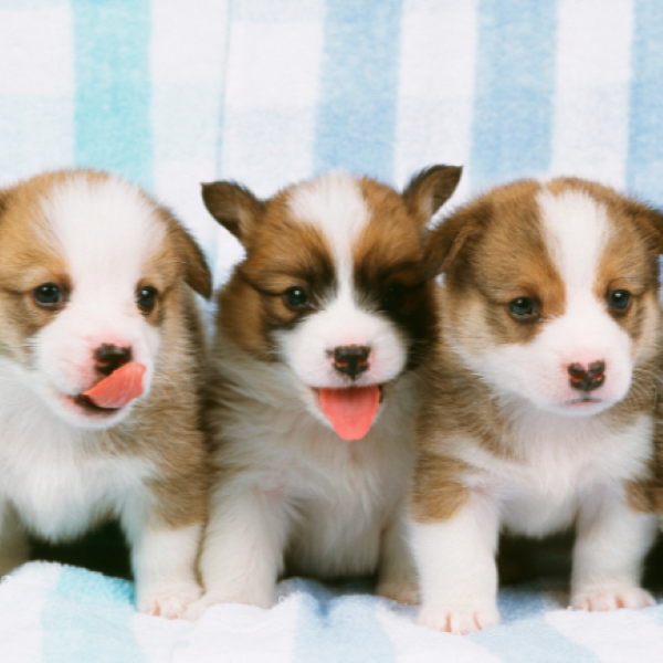 パピー大集合スペシャル！好きな分野を2つ選んで体験！／群馬動物専門学校