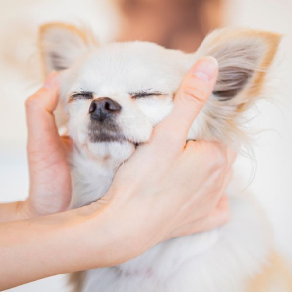 群馬動物専門学校