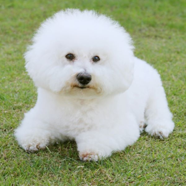 ビションフリーゼの家族が大集合！ふれあい＆トリミング体験／群馬動物専門学校