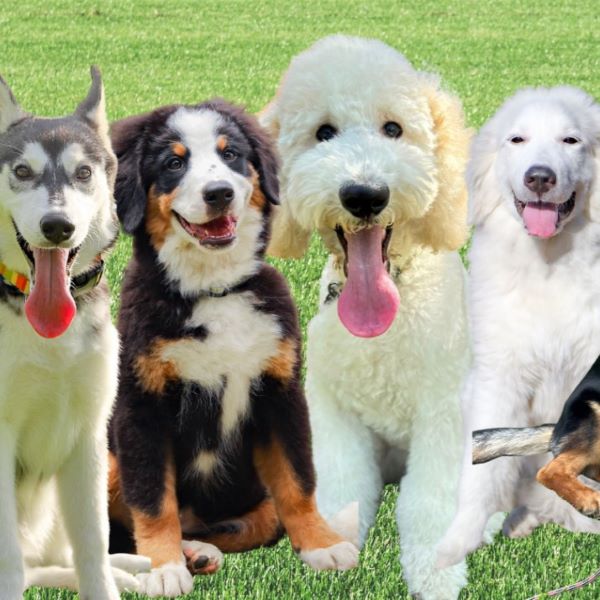 大型犬スペシャル！３つのコース体験／群馬動物専門学校