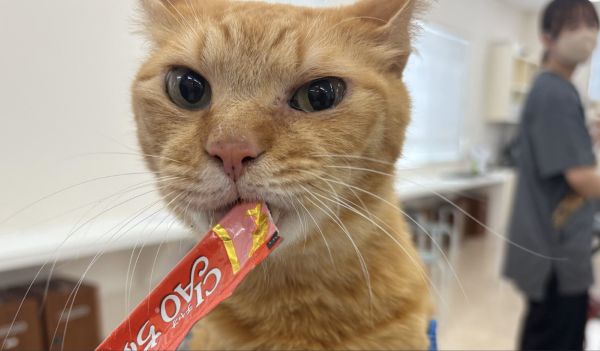 ねこスペシャル！ キャットグルーミングについて学ぼう／群馬動物専門学校