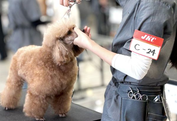 JKC 師範による スペシャルトリマー体験／群馬動物専門学校