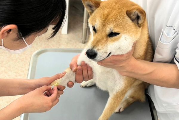 群馬動物専門学校