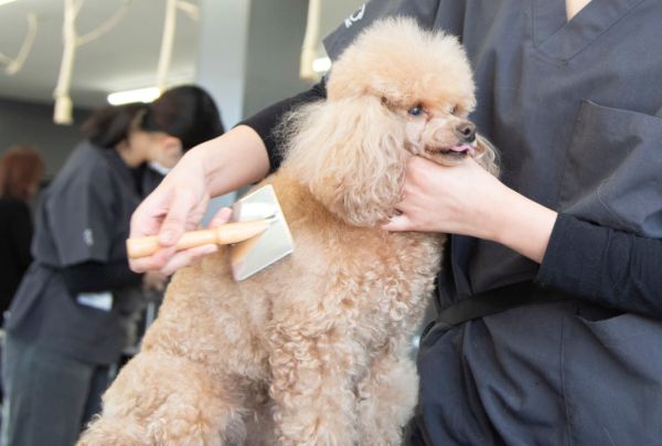 ブラッシングスプレーを作って毛並みを整えよう！／群馬動物専門学校