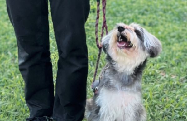 わんちゃんと過ごすためのマナーを学ぼう！in 名犬キャンパス／群馬動物専門学校