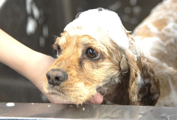 洗い方でここまで変わる！もふもふシャンプーに挑戦しよう！／群馬動物専門学校