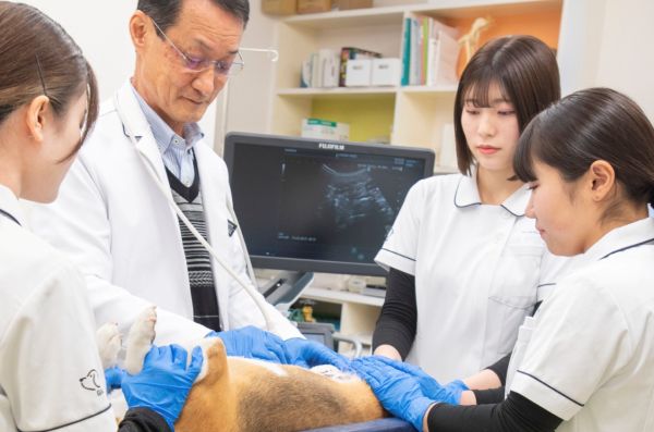 わんちゃんの心音＆エコーを観察して健康チェックをしよう！／群馬動物専門学校