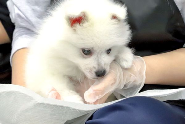 パートナー犬お披露目！パピーのしつけに挑戦しよう／群馬動物専門学校