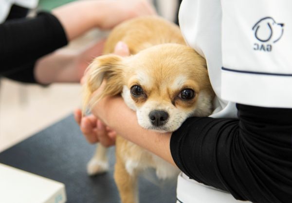 わんちゃんからの大切なサイン！心電図をはかろう／群馬動物専門学校