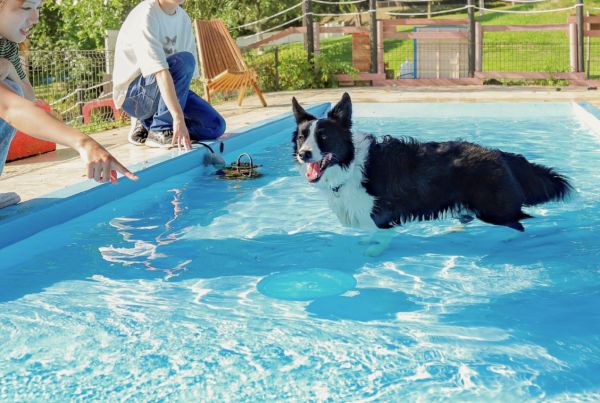 ドッグトレーナー体験！プール体験 in 名犬キャンパス／群馬動物専門学校