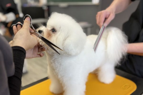 ハサミの使い方を学ぼう！カットに挑戦／群馬動物専門学校