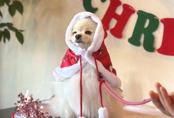 クリスマススペシャル！３つのコースまるごと体験／群馬動物専門学校