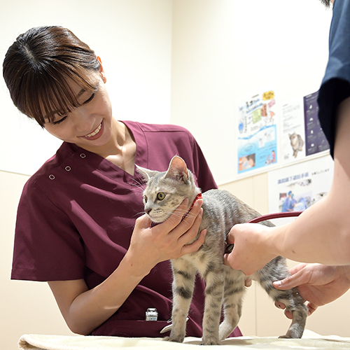ネコちゃんの看護師さん体験／大阪ＥＣＯ動物海洋専門学校