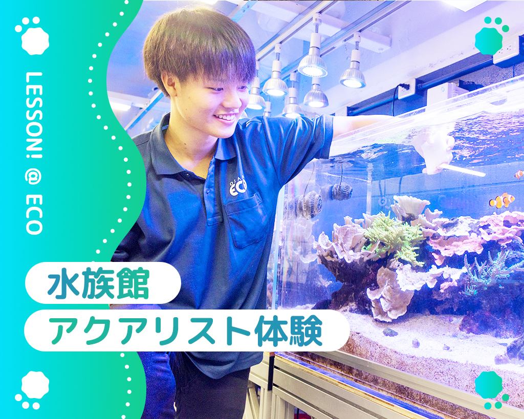 水族館・アクアリスト体験／大阪ＥＣＯ動物海洋専門学校