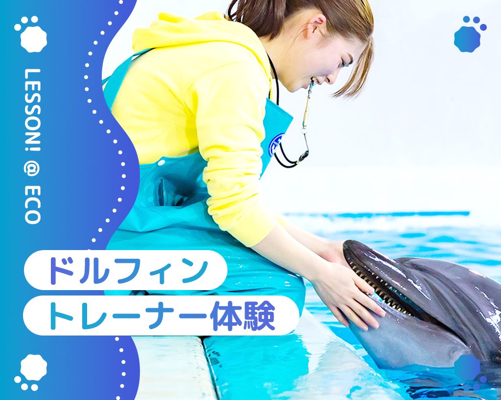 ドルフィントレーナー体験／大阪ＥＣＯ動物海洋専門学校