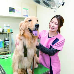 実際の動物病院のような実習室で！
動物看護師体験！／仙台ＥＣＯ動物海洋専門学校