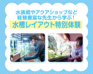 水槽レイアウト特別体験／仙台ＥＣＯ動物海洋専門学校
