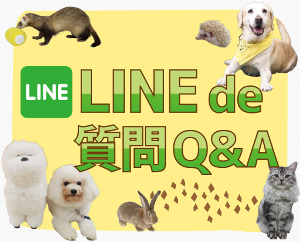 LINE de 質問 Q＆A／仙台ＥＣＯ動物海洋専門学校