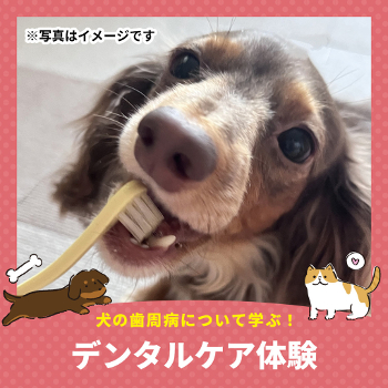 犬の歯周病について学ぶ！
デンタルケア体験／仙台ＥＣＯ動物海洋専門学校