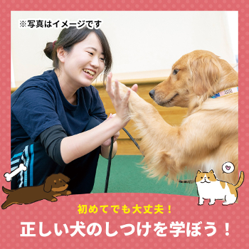 初めてでも大丈夫♪
正しい犬のしつけを学ぼう！／仙台ＥＣＯ動物海洋専門学校