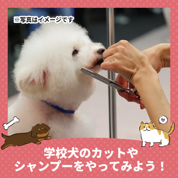 学校犬のカットやシャンプーをやってみよう！／仙台ＥＣＯ動物海洋専門学校