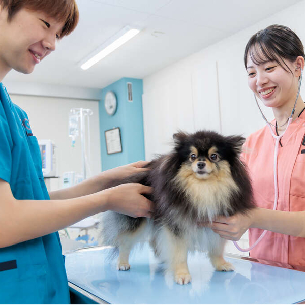 体験メニュー
（動物看護師）／名古屋ＥＣＯ動物海洋専門学校
