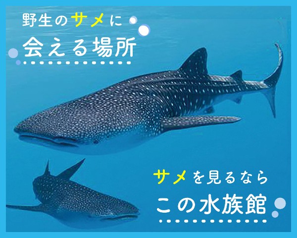 ＴＣＡ東京ＥＣＯ動物海洋専門学校のオープンキャンパス詳細