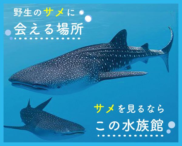 野生のサメに会える場所、サメを見るならこの水族館／ＴＣＡ東京ＥＣＯ動物海洋専門学校