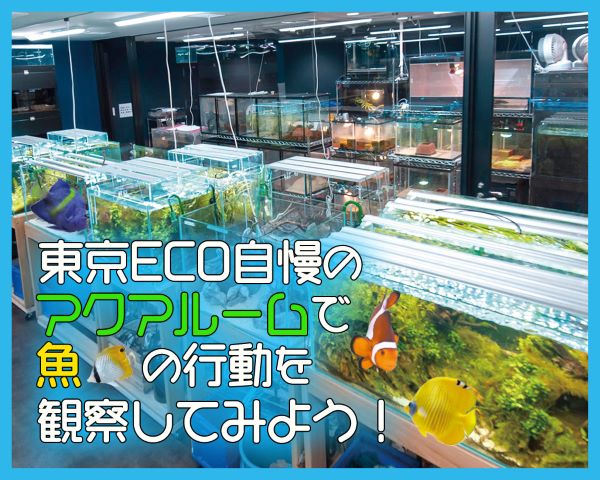東京ECO自慢のアクアルームで魚の行動を観察してみよう！／ＴＣＡ東京ＥＣＯ動物海洋専門学校