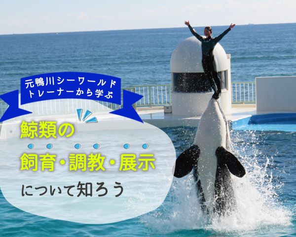 元鴨川シーワールドトレーナーから学ぶ　～鯨類の飼育・調教・展示について～／ＴＣＡ東京ＥＣＯ動物海洋専門学校