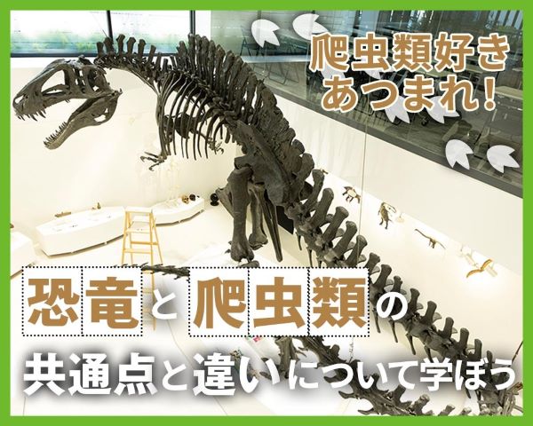 爬虫類好きあつまれ！爬虫類と恐竜の共通点と違いについて学ぼう／ＴＣＡ東京ＥＣＯ動物海洋専門学校