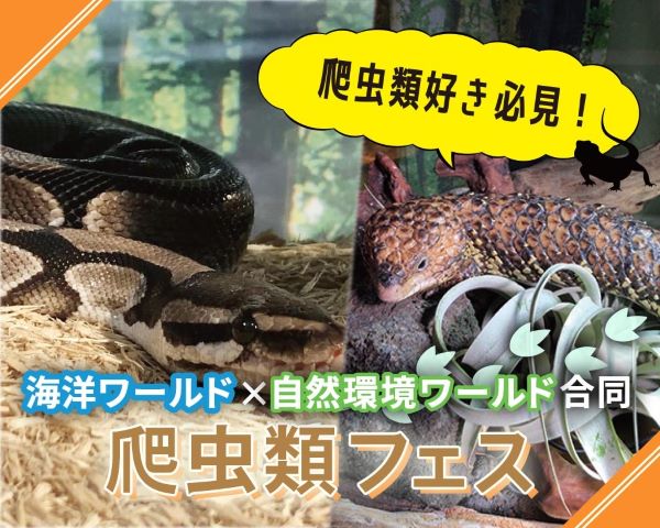爬虫類フェス／ＴＣＡ東京ＥＣＯ動物海洋専門学校