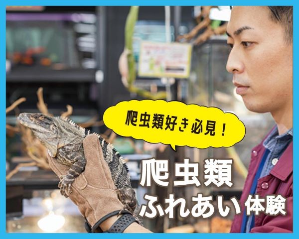 爬虫類ふれあい体験／ＴＣＡ東京ＥＣＯ動物海洋専門学校