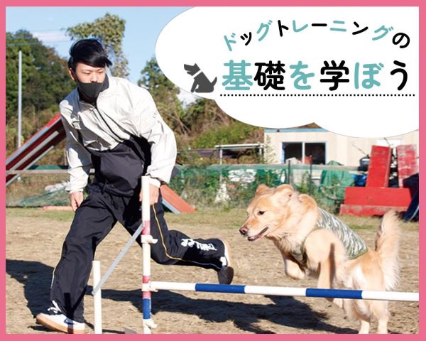 ドッグトレーニングの基礎を学ぼう／ＴＣＡ東京ＥＣＯ動物海洋専門学校