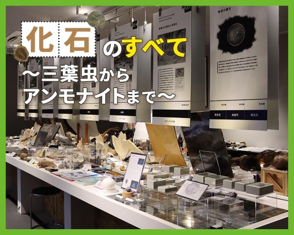 化石のすべて～三葉虫からアンモナイトまで～／ＴＣＡ東京ＥＣＯ動物海洋専門学校