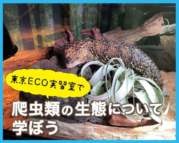 爬虫類の生体について学ぼう／ＴＣＡ東京ＥＣＯ動物海洋専門学校