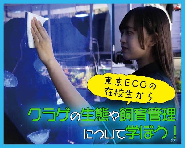 東京ECOの在校生からクラゲの生態や飼育管理について学ぼう！／ＴＣＡ東京ＥＣＯ動物海洋専門学校