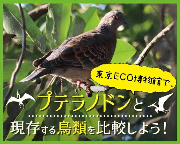 東京ECO博物館で、プテラノドンと現存する鳥類を比較しよう！／ＴＣＡ東京ＥＣＯ動物海洋専門学校